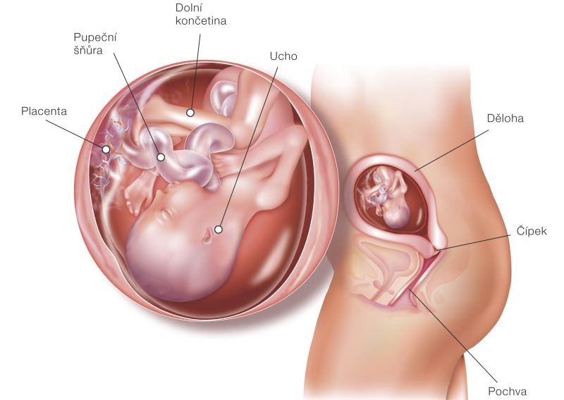 Fotografie (18. týždeň tehotenstva: Vývoj plodu a tehotenské zmeny)